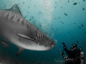 "crazy mama" pregnant by Marc Van Den Broeck 